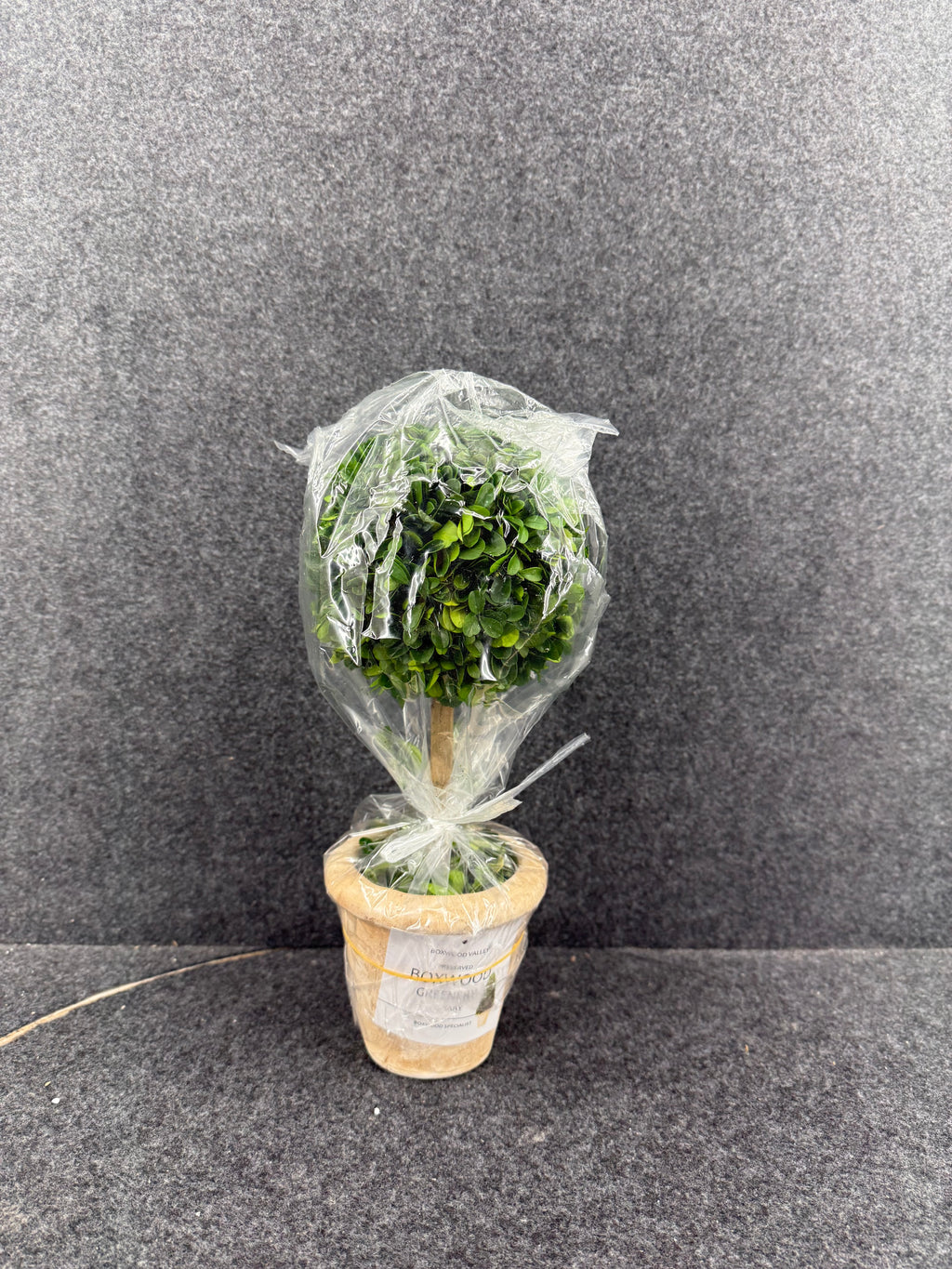 Plant Decor