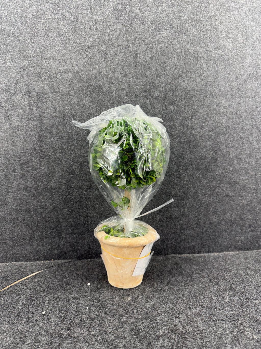 Plant Decor