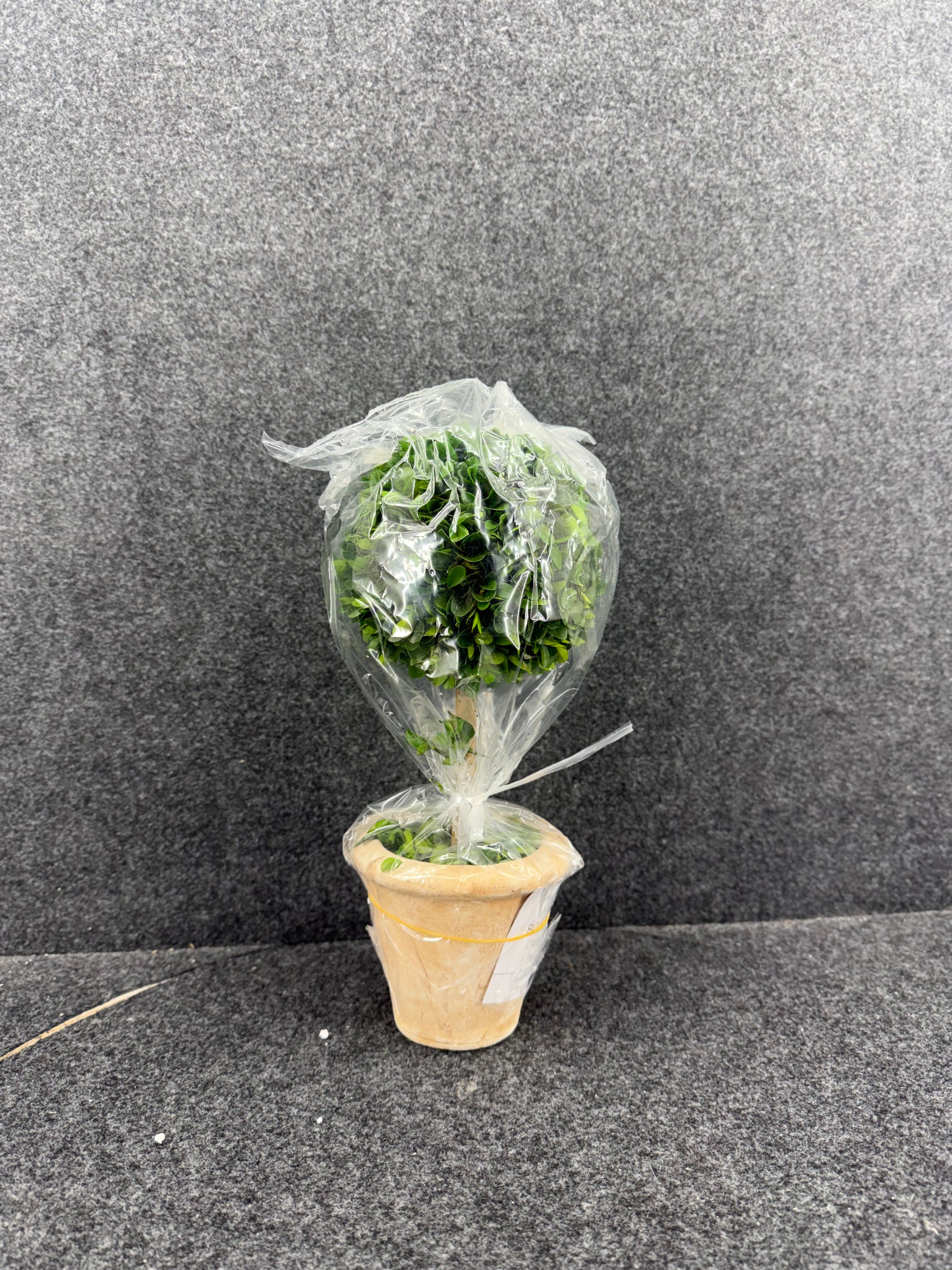 Plant Decor